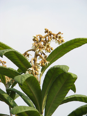 �������Ļ���