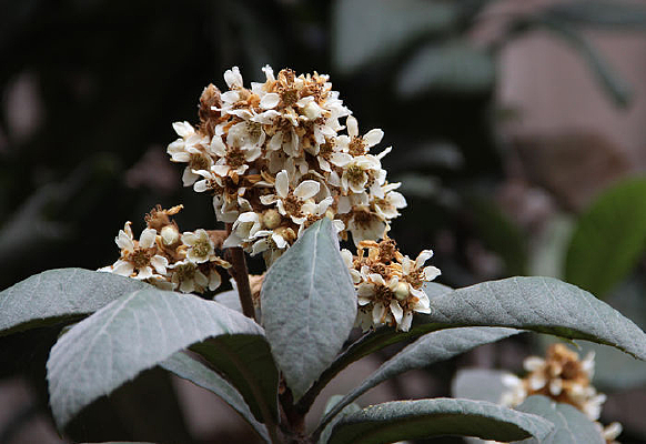 ������ʢ����