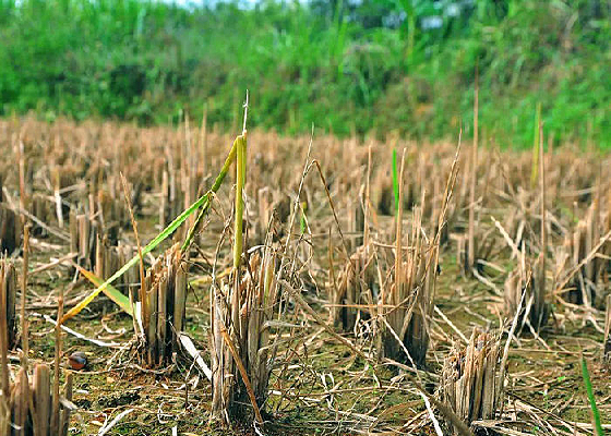 ������Ӱ