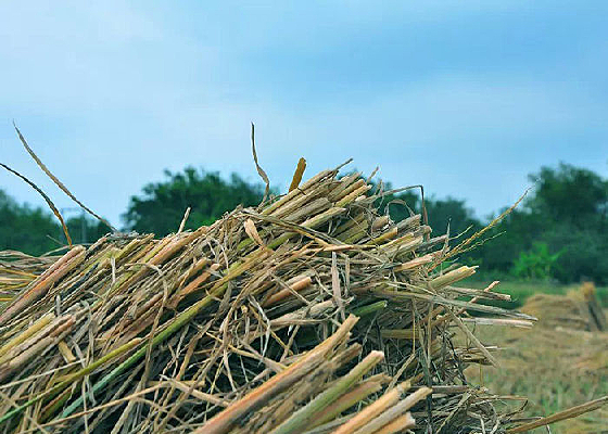 ������Ӱ