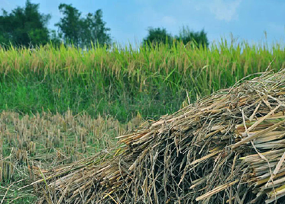 ������Ӱ