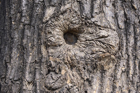 ��Ƥ����