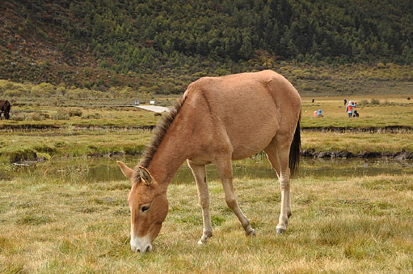 Ψ����������ɫ