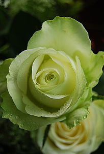 ��õ����д