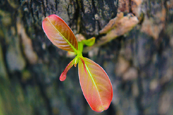 ��ɫ����ѿ