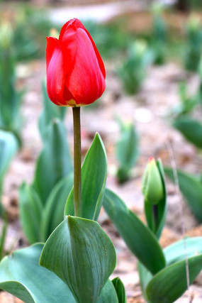 ��ɫ�����㻨��