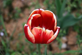 ��ɫ�����㻨��