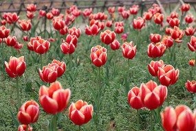 ��ɫ�����㻨��