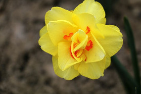 ��ɫ������