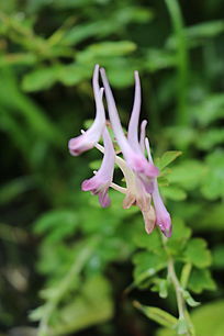 ��Ҷ����