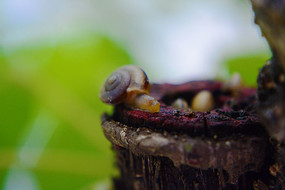 ��֦�ϵ���ţ