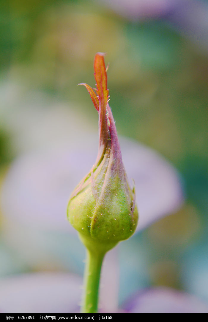 玫瑰花花蕾