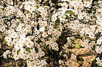 ����Ψ��ӣ��������Ӱ