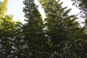 ɽ������