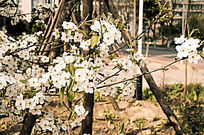 Ψ������Ȼ��ɫӣ��