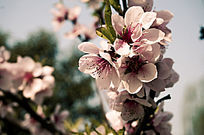 Ψ����ɫӣ��������Ӱ