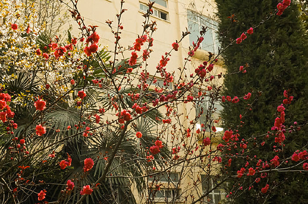 Ψ��÷��������Ӱ