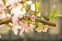 Ψ�����·�ɫӣ��ֲ�������Ӱ