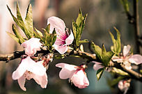 Ψ�����·�ɫӣ��ֲ�ﺬ�����Ÿ�����Ӱ