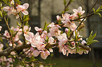 Ψ�����º�������ӣ��������Ӱ