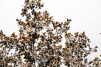 Ψ������ӣ������Ȼ������Ӱ