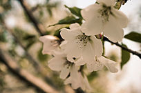 Ψ������ӣ������Ȼ���������Ӱ