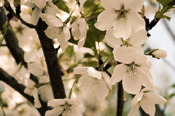 Ψ��ӣ�����������Ӱ