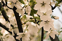 Ψ��ӣ�����������Ӱ