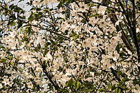 Ψ��ӣ�����ﺬ�����Ÿ�����Ӱ