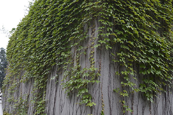 ������Ҷ