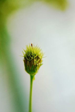 小小的花蕾