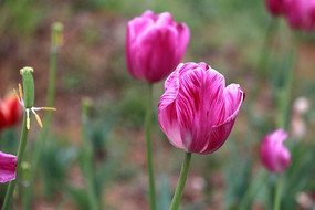 �����㻨��