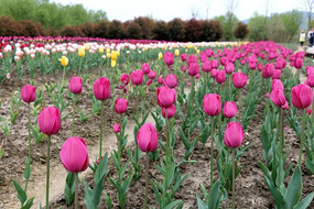 �����㻨��