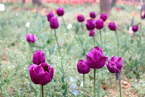 ��ɫ������