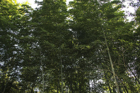 ���̵�����