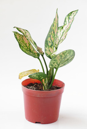 ��Ҷֲ�Ｊ��