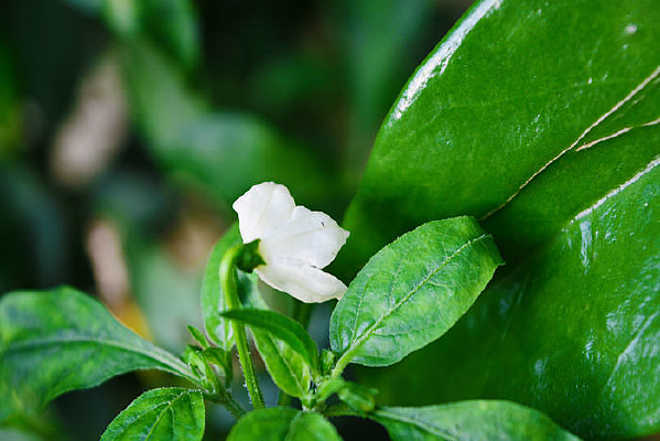 �ÿ��İ�ɫ��