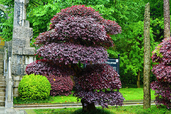 ��ɫ��Ҷ��