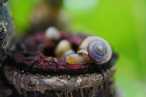 ��ľ�ϵ���ţ