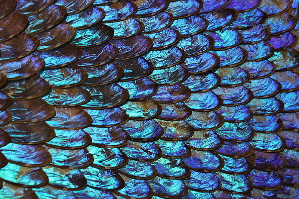 ��ɫ��������ƴ��ͼ��