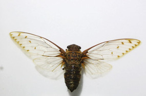 新几内亚透翅螂蝉标本