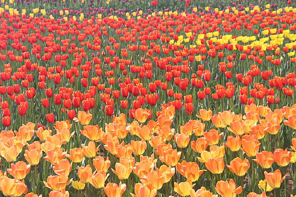 �����㻨�ʻ�