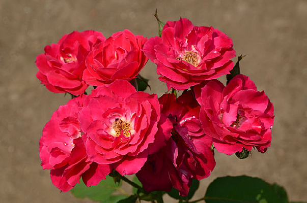 �ٻ����޵��¼���