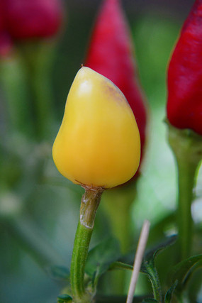 ��ɫ������