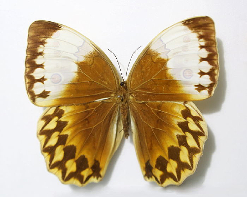 ����������걾