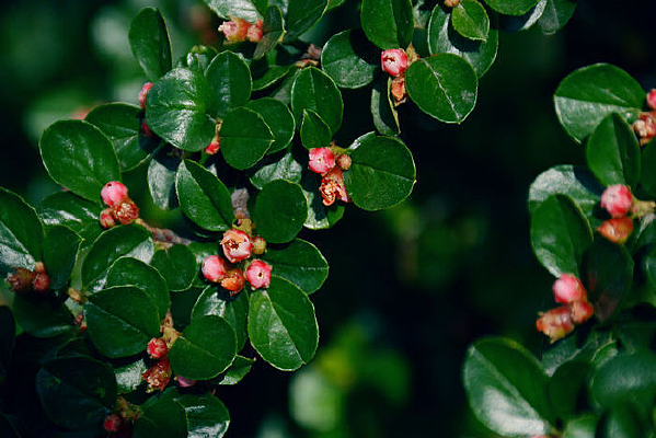 �����ʻ���Ӱ