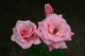 �������¼�