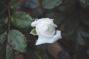 �������ŵİ�ɫ�¼�