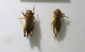 �������걾