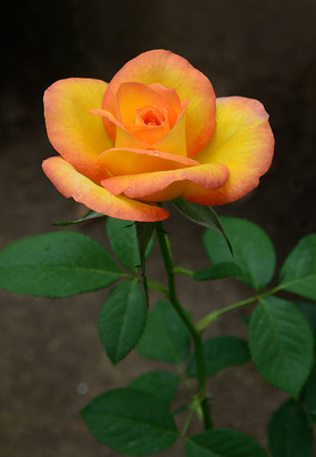 �������˵��¼�